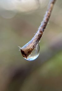 Macro shot of crab on twig