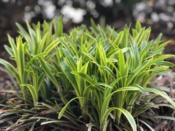 Close-up of crops growing on field