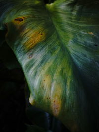 Close-up of fresh green leaf