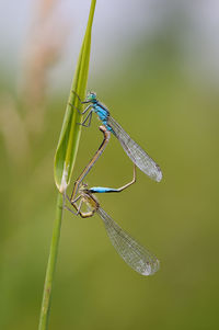 Close-up of dragonfly on plant