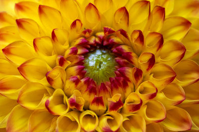 Full frame shot of yellow flowering plant