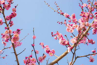 Low angle view of tree against sky