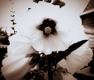 Close-up of flower against sky