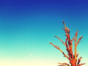 Low angle view of plants against clear blue sky