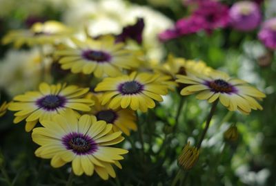 Close-up of yellow flowering plant