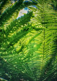 Close-up of fern tree