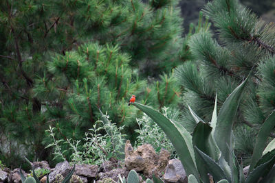 Bird perching on a tree