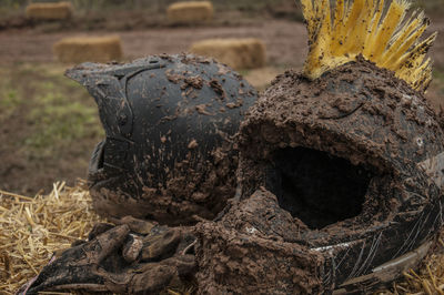 Close-up of animal skull on field