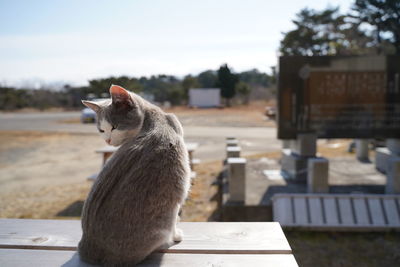 Close-up of a cat looking away