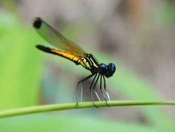 Close-up of insect on leaf