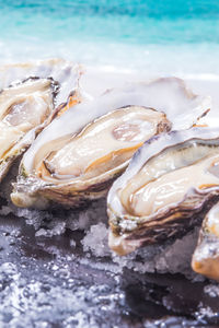 Close-up of seafood on beach