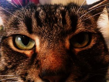 Close-up portrait of cat