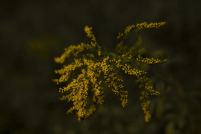 Close-up of yellow flowering plant