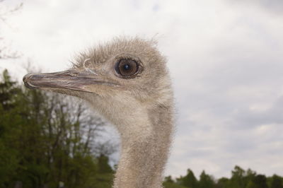 Close-up of animal eye