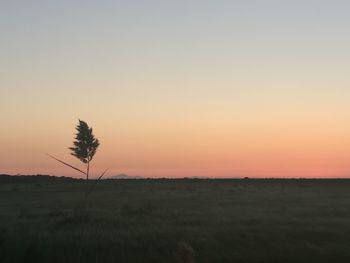 Scenic view of field against clear sky during sunset