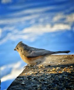 Close-up of bird perching against sky