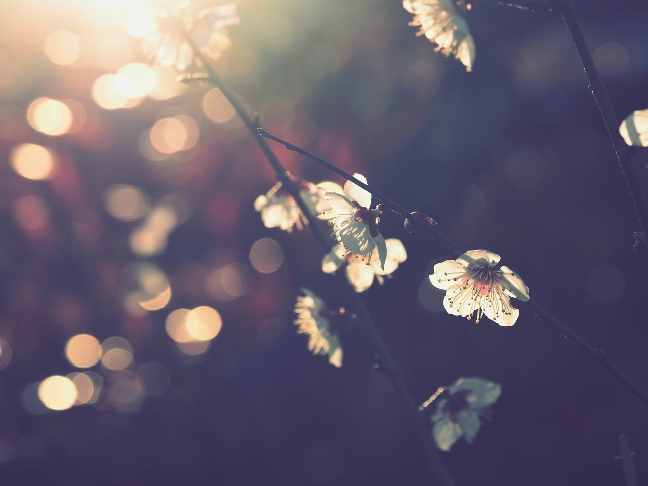 flower, fragility, focus on foreground, close-up, growth, freshness, nature, plant, beauty in nature, stem, outdoors, selective focus, no people, lens flare, low angle view, twig, branch, blooming, sunlight, day