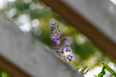 Close-up of purple flowering plant