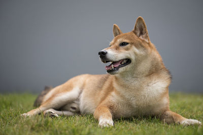 Dog looking away on field