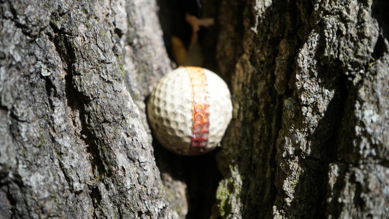 CLOSE-UP OF BALL AND TREE TRUNK
