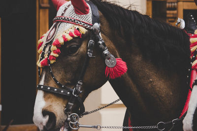 Close-up of a horse