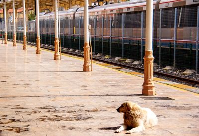 Orient express, sirkeci istasyonu, train station, loneliness , alone dog,