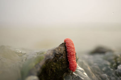 Close-up of red rock in the sea