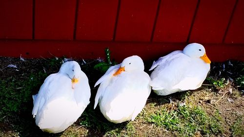 Close-up of birds perching