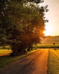 Trees on field against sky at sunset