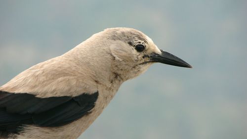 Low angle view of seagull against sky