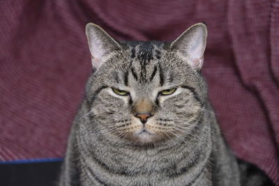 Close-up portrait of tabby cat