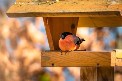 Close-up of bullfinch perching on wooden table