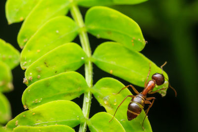 Close-up of insect on leaf