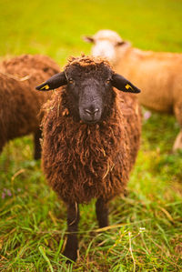 Portrait of an animal on field