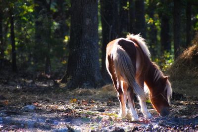 Horse in a forest