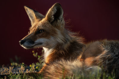 A female red fox, vulpes vulpes. the red background is a garbage bin.