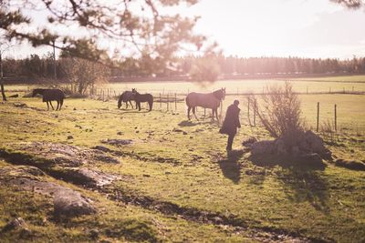 Horses grazing on field against sky