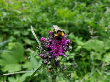 Close-up of bee pollinating flower