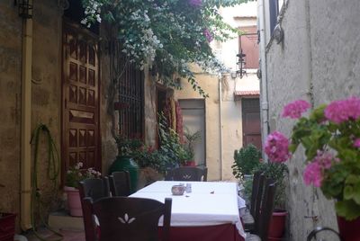 Potted plants on table in city