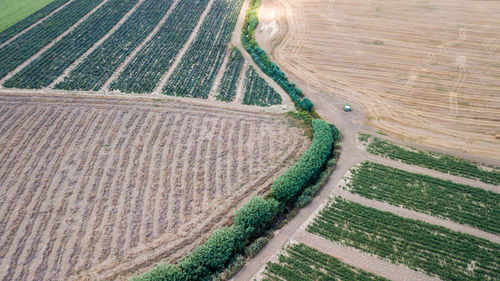 Scenic view of agricultural field