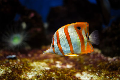 Copperband butterflyfish chelmon rostratus