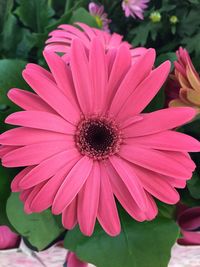 Close-up of pink flower blooming outdoors