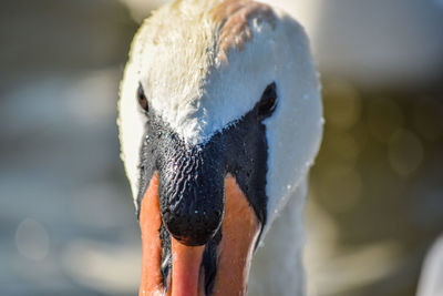 Close-up of swan