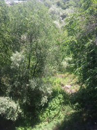 Full frame shot of trees in forest