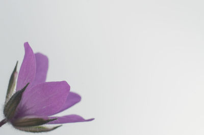 Close-up of purple flower against white background