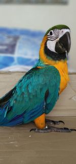 Close-up of a parrot