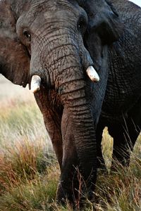 Close-up of elephant on field