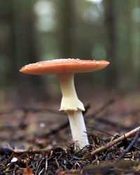 Close-up of mushroom growing on field