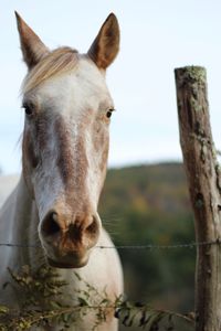 Close-up of a horse