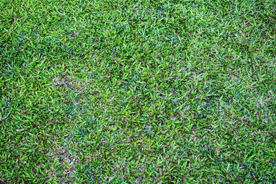Full frame shot of leaf on grass